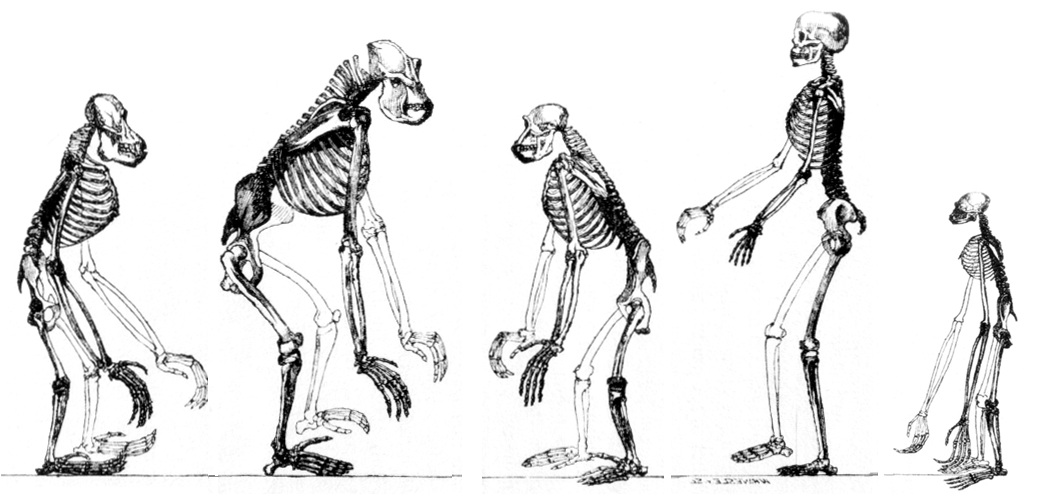 Ihmisen geneettinen köyhyys