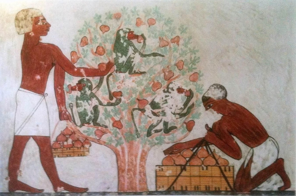 Näin hedelmät ovat auttaneet meitä kädellisiä kehittymään.